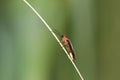 Close up shot of Firefly on a grass