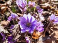 Close up shot of first of the spring wildflower American Liverwort Anemone hepatica in brown dry leaves in sunlight. Lilac and