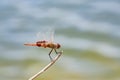 Close up shot of a Flame skimmer