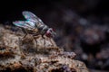 Close-up shot of flies on dirt, vectors, carrying germs