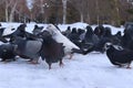 Close-up shot of a flock of pigeons roaming around on the snowy ground in a park in winter Royalty Free Stock Photo