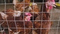 The flock of chickens eating food in a cage at an agricultural livestock farm.