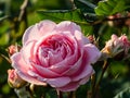 Close-up of the floribunda rose RosengrÃÂ¤fin Marie Henriette flowering with amazing, medium pink flowers in the garden in