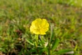 Small yellow flowers blooming in the field with blurred background Royalty Free Stock Photo