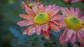 close up of flower covered with waterdrops after rain