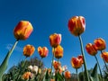 Close-up shot of a flowerbed with blooming orange and red bicolor tulips with bright blue sky in background Royalty Free Stock Photo