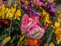 Close-up of a flowerbed full with colorful tulip blooming with fringed petals in yellow, pink and purple colors in Royalty Free Stock Photo