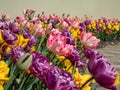 Close-up shot of a flowerbed full with colorful tulip blooming with fringed petals in yellow, pink and purple colors in Royalty Free Stock Photo