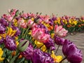 Close-up shot of a flowerbed full with colorful tulip blooming with fringed petals in orange, yellow, pink and purple colors in Royalty Free Stock Photo