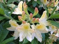 Close-up shot of Rhododendron azalea `Persil` Royalty Free Stock Photo