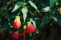 Flowering Maple, Indian Mallow or Abutilon Chinese Bell Flower, Royalty Free Stock Photo