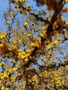 close-up shot of a flowering prickly acacia tree on a street in Buenos Aires