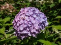 Close-up shot of the flowers in pink and purple shades of Hydrangea flowering in garden Royalty Free Stock Photo