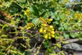 Close up shot of flowers ,seeds and leaves of Berberis darwinii, DarwinÃ¢â¬â¢s barberry, is a species of flowering plant in the