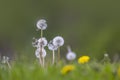 Close up shot of fluffy Dandelions in spring time Royalty Free Stock Photo