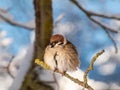 Close-up shot of the fluffy Eurasian tree sparrow Passer montanus sitting on a branch in bright sunlight in winter day. Detailed Royalty Free Stock Photo