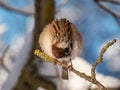 Close-up shot of the fluffy Eurasian tree sparrow Passer montanus sitting on a branch in bright sunlight in winter day. Detailed Royalty Free Stock Photo