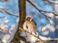 Close-up shot of the fluffy Eurasian tree sparrow Passer montanus sitting on a branch in bright sunlight in winter day. Detailed Royalty Free Stock Photo