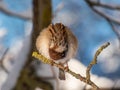 Close-up shot of the fluffy Eurasian tree sparrow Passer montanus sitting on a branch in bright sunlight in winter day. Detailed Royalty Free Stock Photo