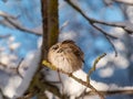 Fluffy Eurasian tree sparrow (Passer montanus) sitting on a branch in bright sunlight in winter day. Detailed Royalty Free Stock Photo