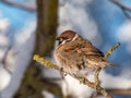 Close-up shot of the fluffy Eurasian tree sparrow Passer montanus sitting on a branch in bright sunlight in winter day. Detailed Royalty Free Stock Photo