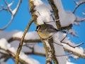 Close-up shot of the fluffy Great tit (Parus major) sitting on a branch in bright sunlight in winter day