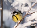 Close-up shot of the fluffy Great tit (Parus major) sitting on a branch in sunlight in winter day