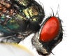 Close up shot of fly created with focus stacking Royalty Free Stock Photo