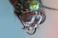 close up shot of Fly eyes Royalty Free Stock Photo