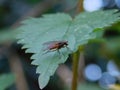 Close-up shot of a fly on a green leaf on a blurry background Royalty Free Stock Photo