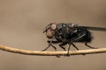 Close up shot of a fly Royalty Free Stock Photo