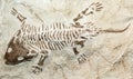 Fossil Royalty Free Stock Photo