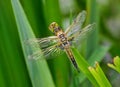 Close-up shot of four-spotted chaser on the grass Royalty Free Stock Photo