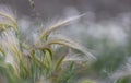 Foxtail barley grass close up view Royalty Free Stock Photo