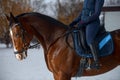 Close-up of the shot fragment. A girl rider sits in the saddle and holds the reins of a horse with her hands Royalty Free Stock Photo