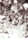 Shattered Glass, Abstract Texture, Broken Mirror Royalty Free Stock Photo