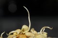 Close-up shot of fresh bean sprouts Royalty Free Stock Photo
