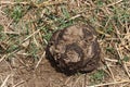 A close up shot of fresh cow manure. Royalty Free Stock Photo