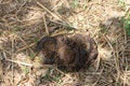 A close up shot of fresh cow manure. Royalty Free Stock Photo