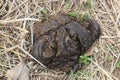 A close up shot of fresh cow manure. Royalty Free Stock Photo