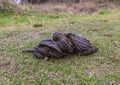 A close up shot of fresh cow manure Royalty Free Stock Photo