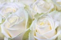 Cream white roses Royalty Free Stock Photo