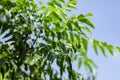 Close up shot, fresh curry leaves Murraya koenigii or Bergera koenigii at plant garden.