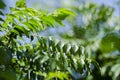 Close up shot, fresh curry leaves Murraya koenigii or Bergera koenigii at plant garden. Royalty Free Stock Photo