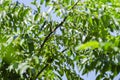 Close up shot, fresh curry leaves Murraya koenigii or Bergera koenigii at plant garden. Royalty Free Stock Photo