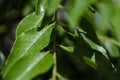 Fresh curry leaves Murraya koenigii or Bergera koenigii in the plant garden Royalty Free Stock Photo