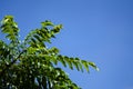 Close up shot, fresh curry leaves at plant garden Royalty Free Stock Photo