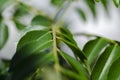 Close up shot, fresh curry leaves Murraya koenigii or Bergera koenigii in the plant garden Royalty Free Stock Photo