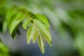 Close up shot, fresh curry leaves Murraya koenigii or Bergera koenigii in the plant garden Royalty Free Stock Photo