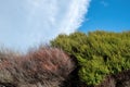 Close up shot of fresh and dying plants depicting contrast Royalty Free Stock Photo